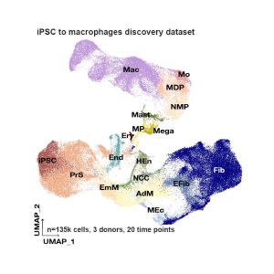 UMAP of the cell fates in the dataset